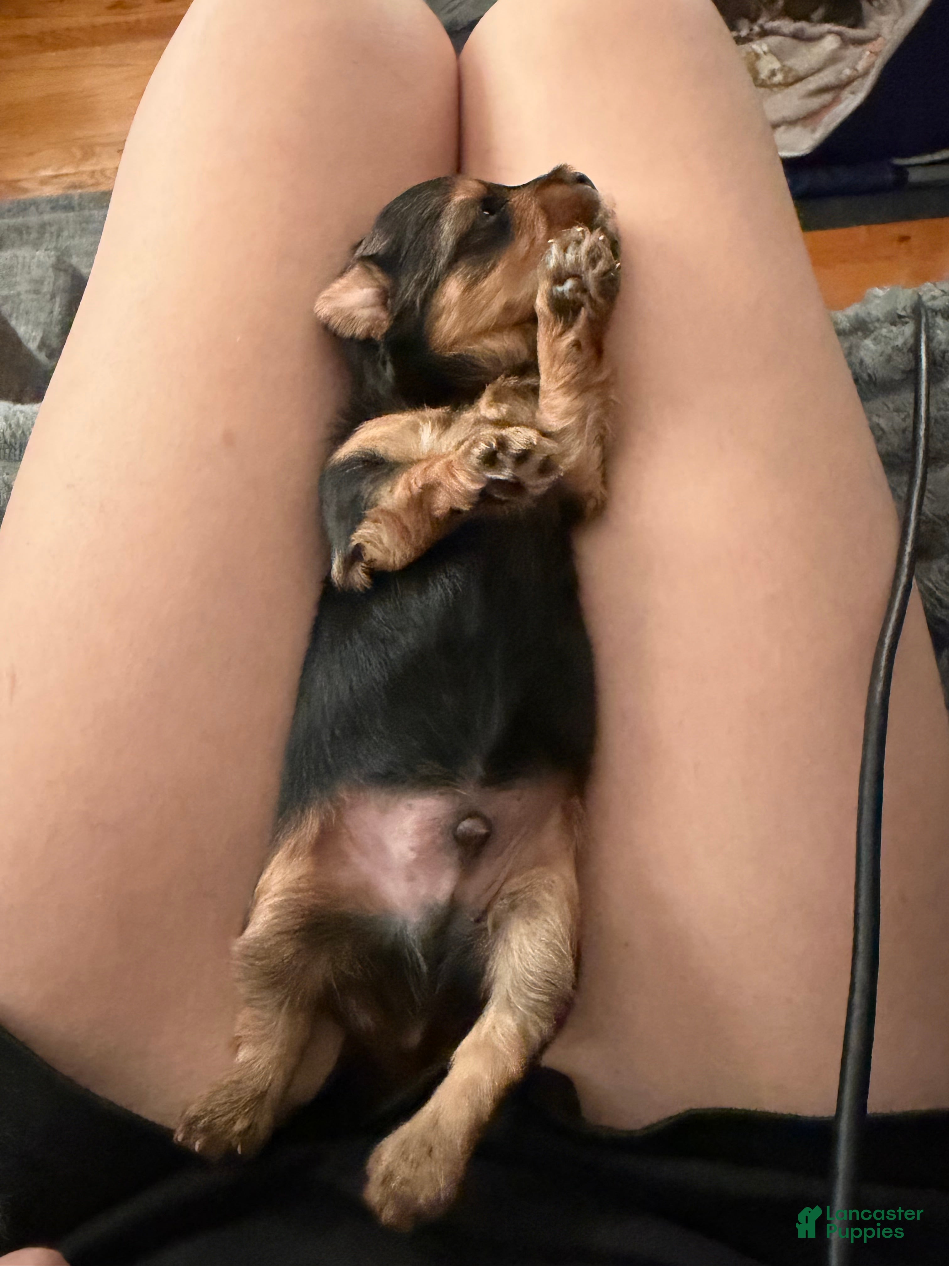 Yorkshire Terrier dogs Yorkshire Terrier Puppy 2 - Ad 40