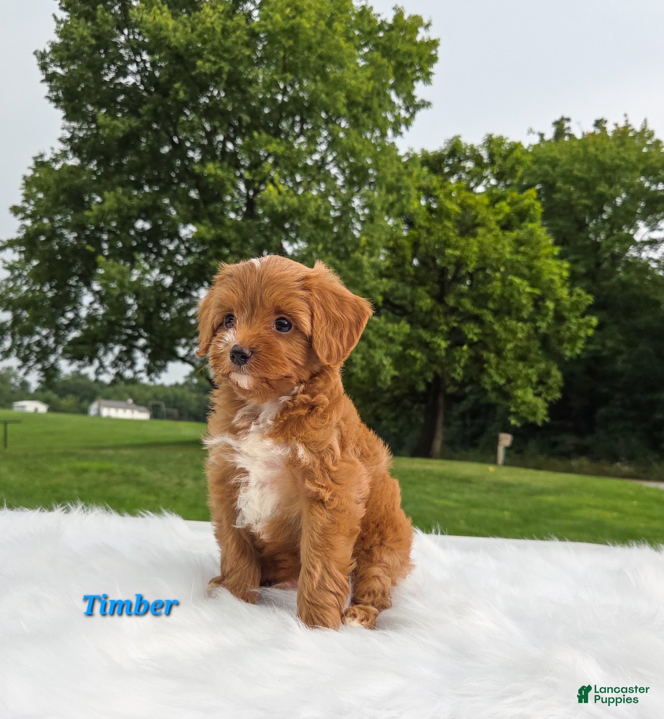 Cavapoo dogs timber - Ad 2