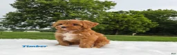 Cavapoo dogs for sale: timber - Ad 2