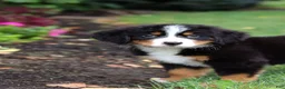 Bernese Mountain Dog dogs for sale: Denali - Ad 8