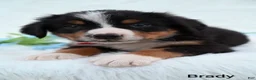 Bernese Mountain Dog dogs for sale: Brady  - Ad 5