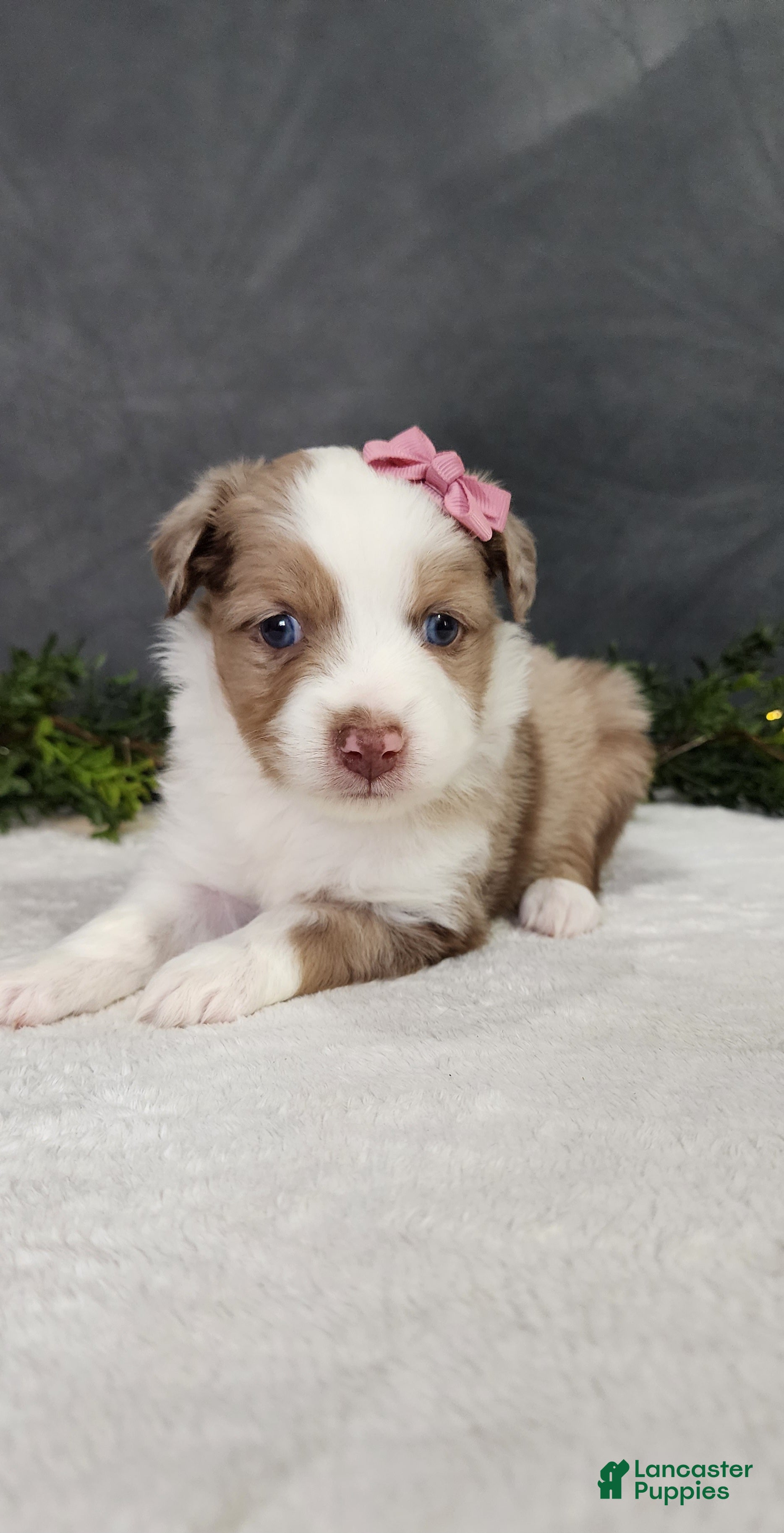 Miniature Australian Shepherd dogs Kara - Ad 1