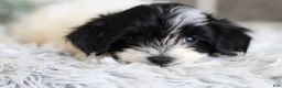 Maltipoo dogs for sale: Tiny - Ad 3