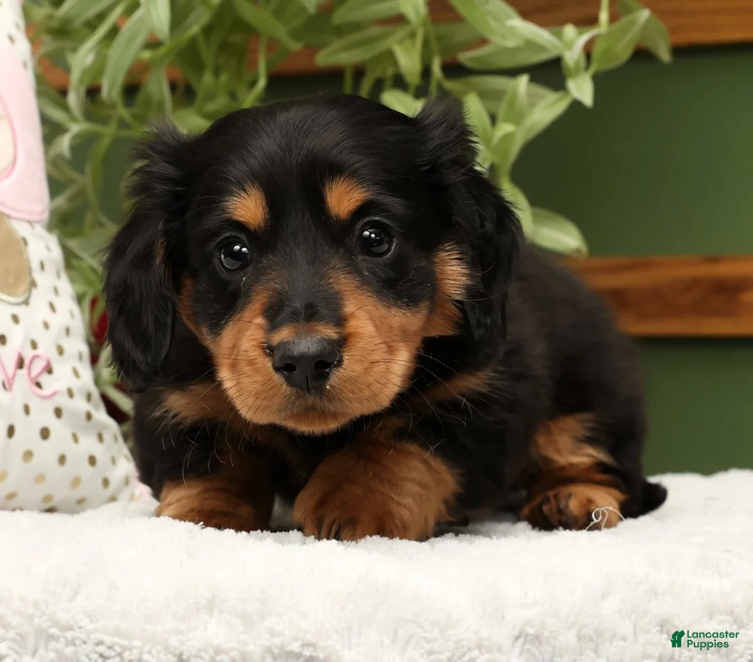 Miniature Dachshund dogs for sale: Teddy - Ad 5