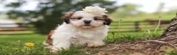 Shih Tzu dogs for sale: Clover - Ad 8