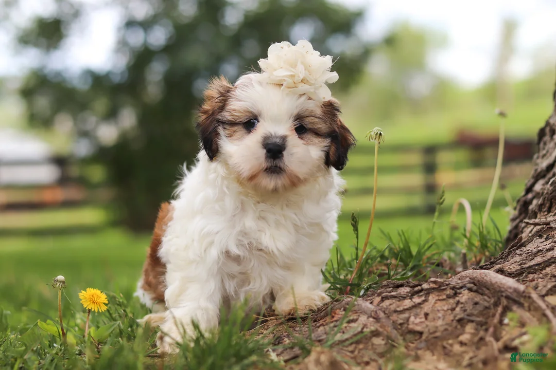 Shih Tzu dogs for sale: Clover - Ad 8
