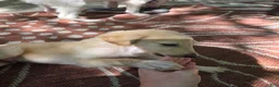 Borzoi dogs for sale: Arthur - Ad 1