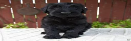 Giant Schnauzer dogs for sale: Tyler - Ad 1