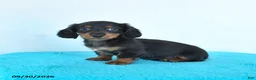 Miniature Dachshund dogs for sale: Candy - Ad 4