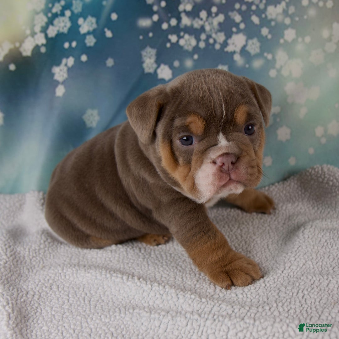 Mixed Breed dogs for sale: Flicka  - Ad 8