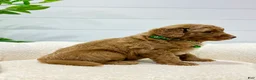 Mini Goldendoodle dogs for sale: Rio  🐶❤️‍🩹 - Ad 3