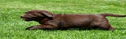 Labrador Retriever dogs for sale: Chase - Ad 7