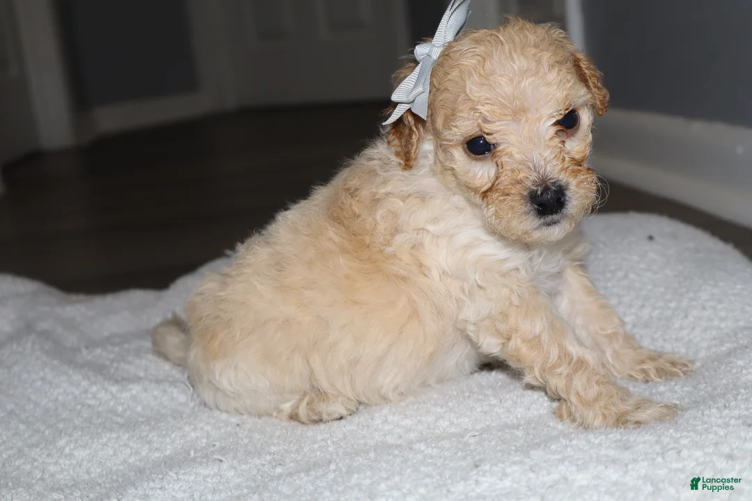 Miniature Poodle dogs for sale: Miniature Poodle Puppy 5 - Ad 2