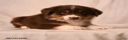 Miniature Australian Shepherd dogs for sale: Poppy - Ad 5