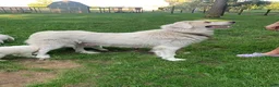Great Pyrenees dogs for sale: Great Pyrenees 7 - Ad 2