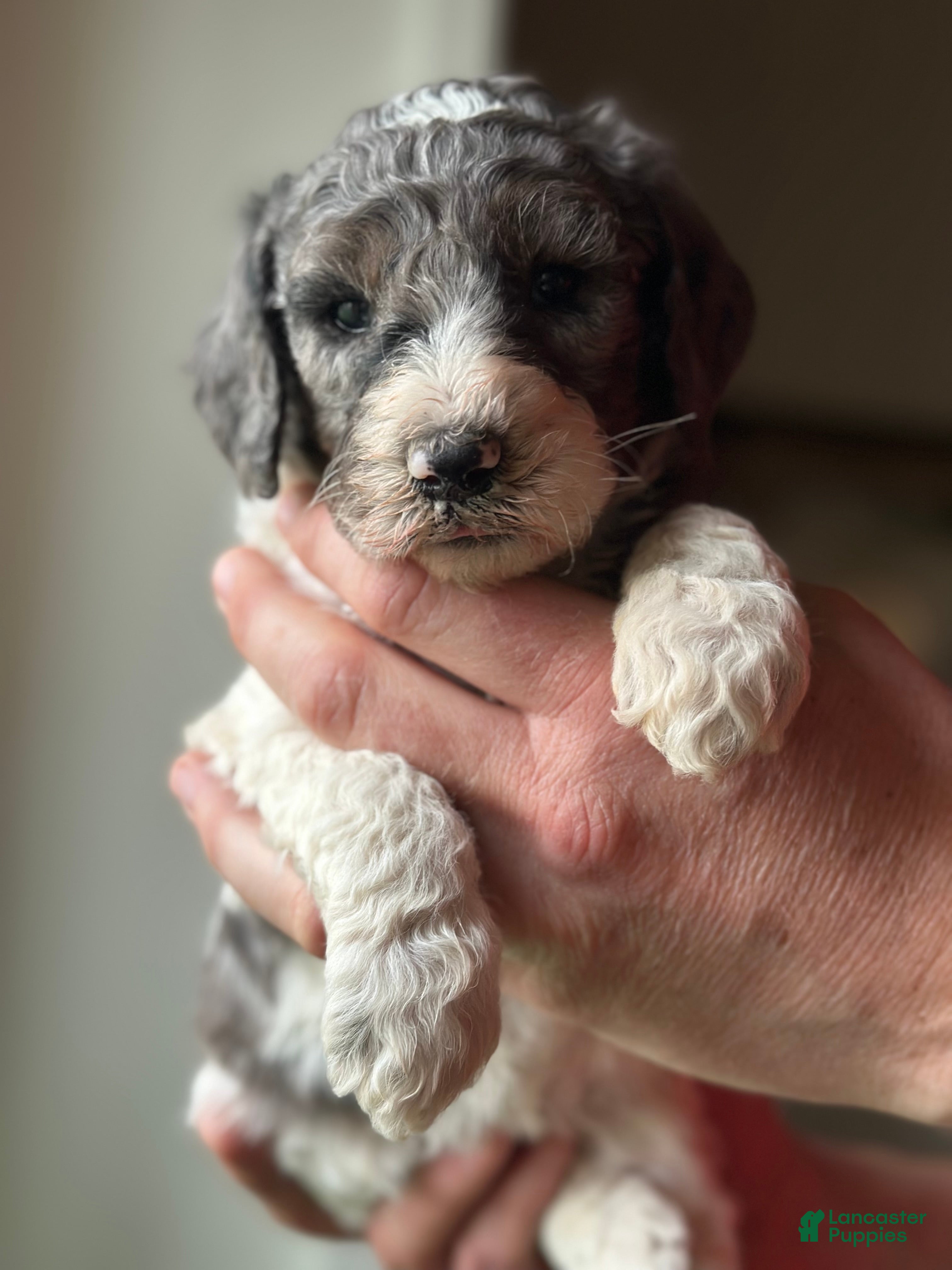 Standard Poodle dogs Standard Poodle Puppy 6 - Ad 2