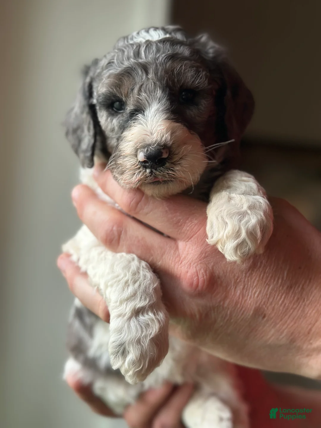 Standard Poodle dogs for sale: Standard Poodle Puppy 6 - Ad 2