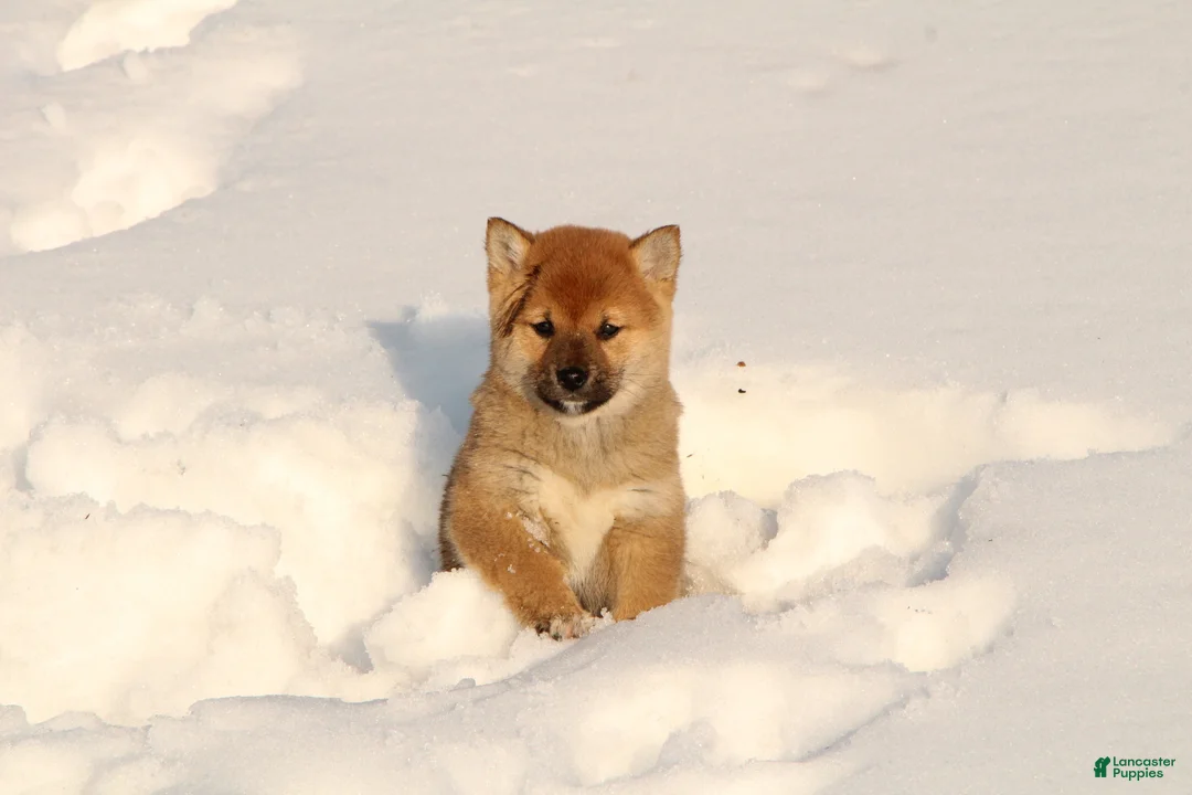 Shiba Inu dogs for sale: Ellie - Ad 1