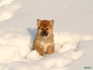 Shiba Inu dogs Abby - Ad 41