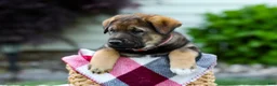 Sheprador dogs for sale: Bruno - Ad 3