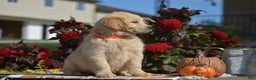 Golden Retriever dogs for sale: Kingston - Ad 3