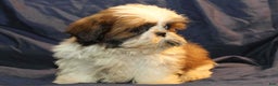 Shih Tzu dogs for sale: Roo - Ad 2