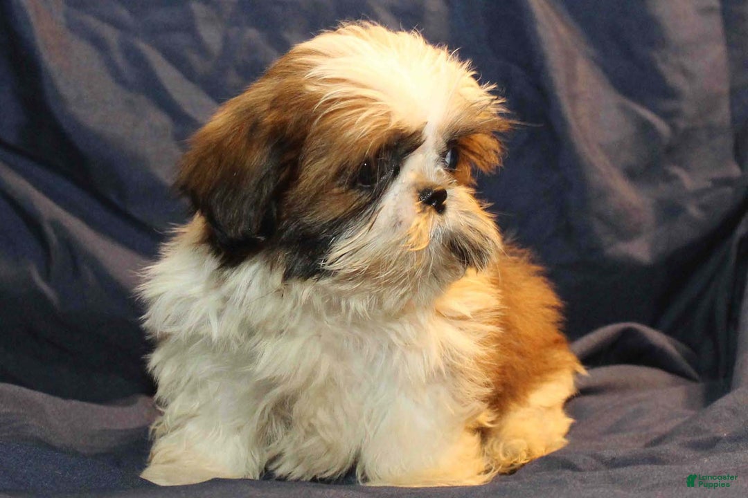 Shih Tzu dogs for sale: Roo - Ad 2