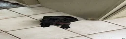 Cane Corso dogs for sale: Pocahontas  - Ad 9
