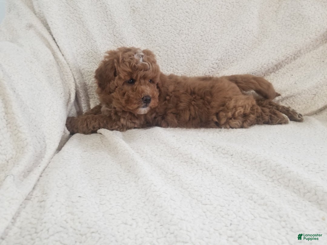 Mini Goldendoodle dogs for sale: Mini Goldendoodle Puppy 4 - Ad 4