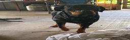 Rottweiler dogs for sale: Rottweiler Puppy 1 - Ad 2