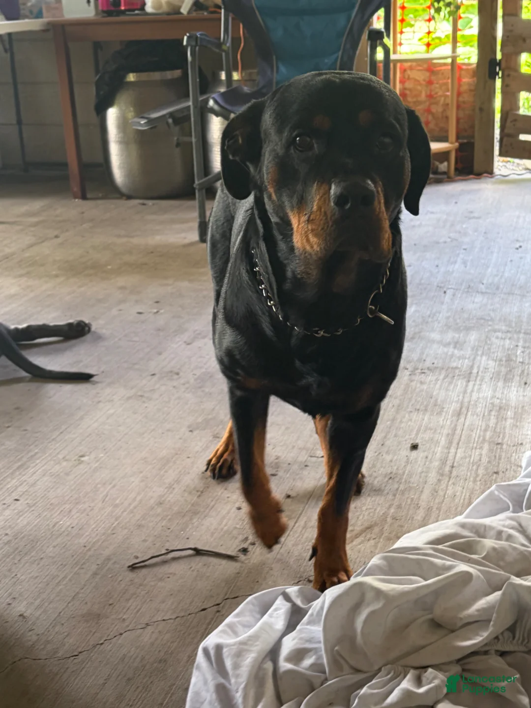 Rottweiler dogs for sale: Rottweiler Puppy 1 - Ad 2