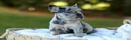 French Bulldog dogs for sale: Cupcake - Blue Merle - Ad 10