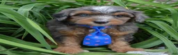 Mini Aussiedoodle dogs for sale: Mini Ace - Ad 9