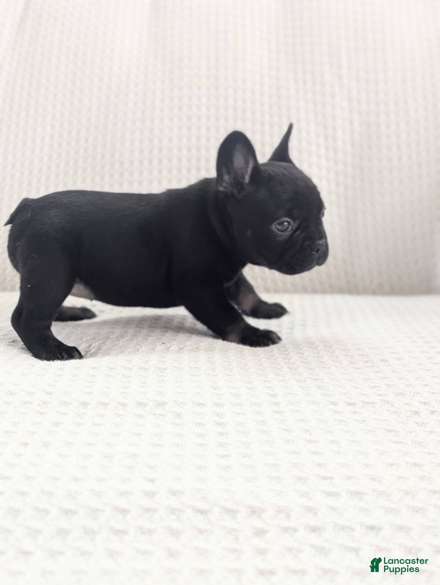 French Bulldog dogs Ash - Ad 2