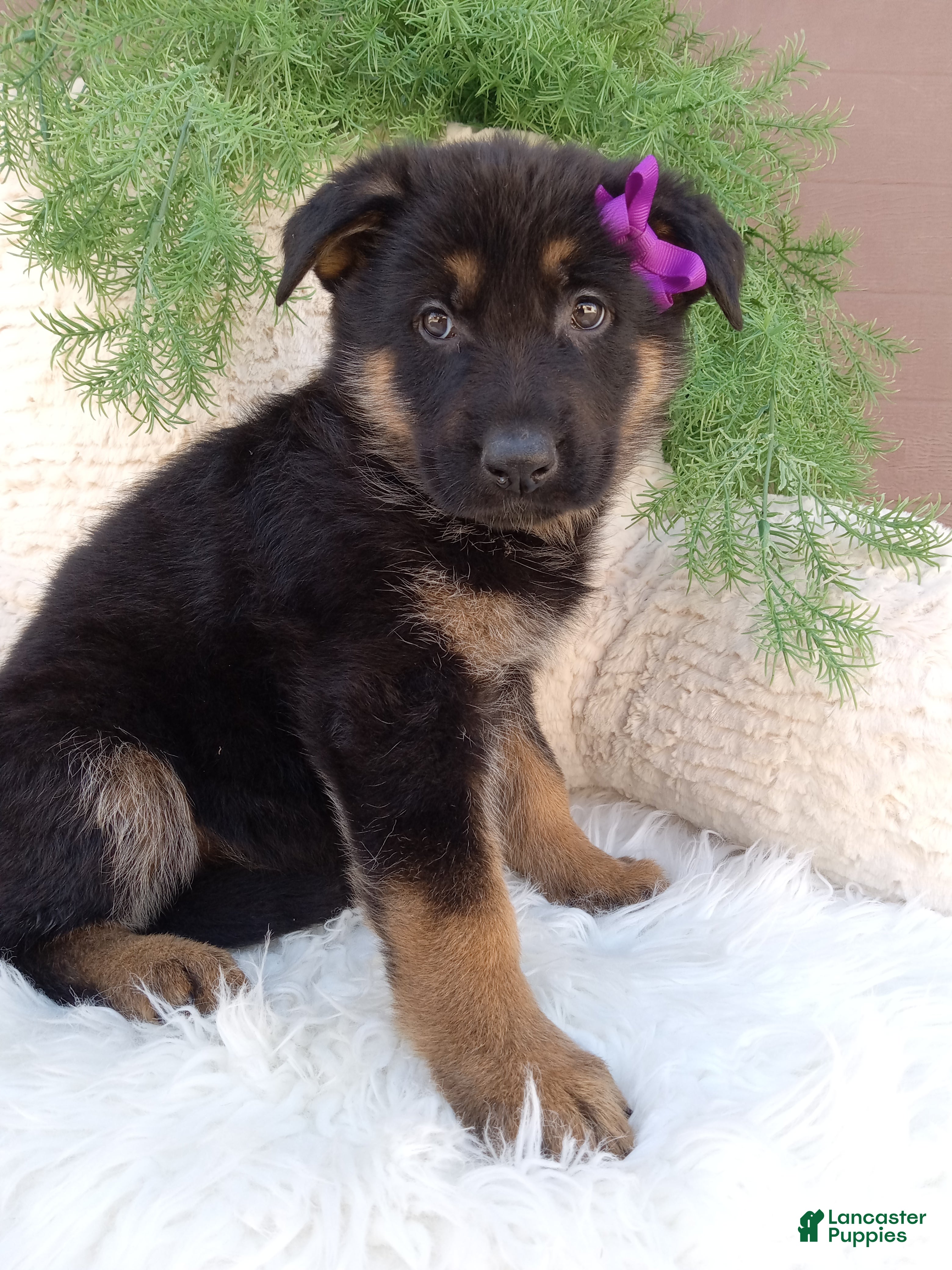 German Shepherd dogs Skye - Ad 2