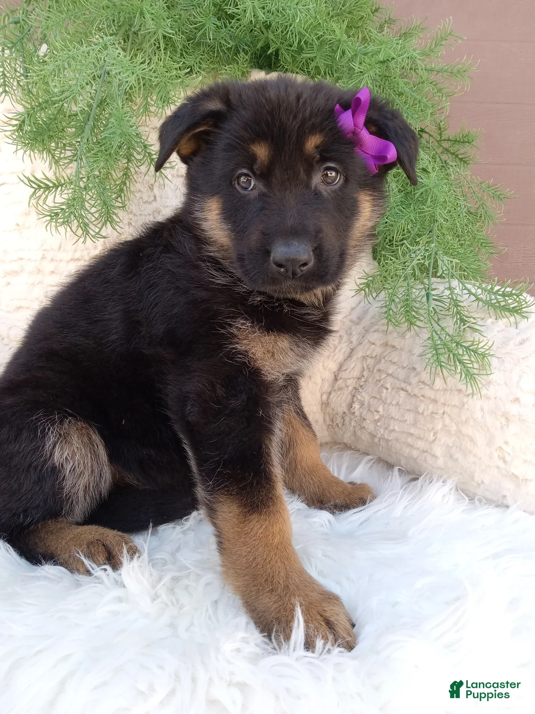 German Shepherd dogs for sale: Skye - Ad 2