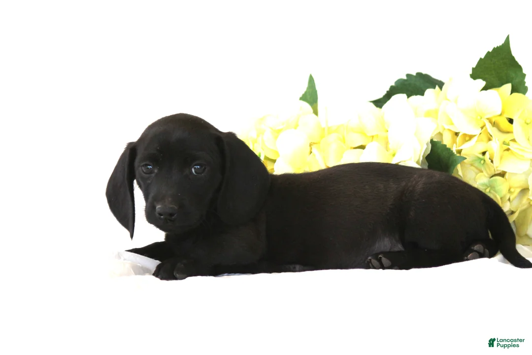 Dachshund dogs for sale: Charlie - Ad 2