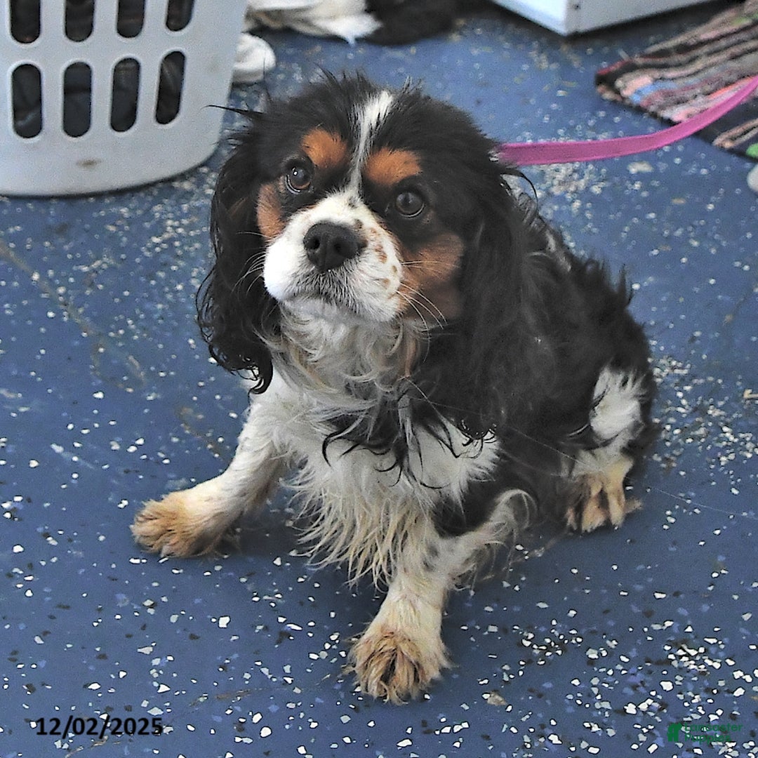 Cavalier King Charles Spaniel dogs for sale: Trixie - Ad 7