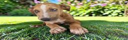 Catahoula Leopard Dog dogs for sale: Tigger 2026 Female 1 - Ad 10