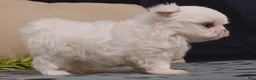 Maltese dogs for sale: Snowball - Ad 6