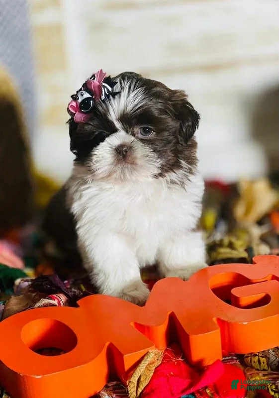 Shih Tzu dogs for sale: Shennie - Ad 2