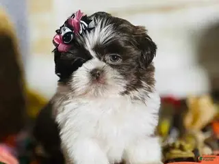Shih Tzu dogs Shennie - Ad 37