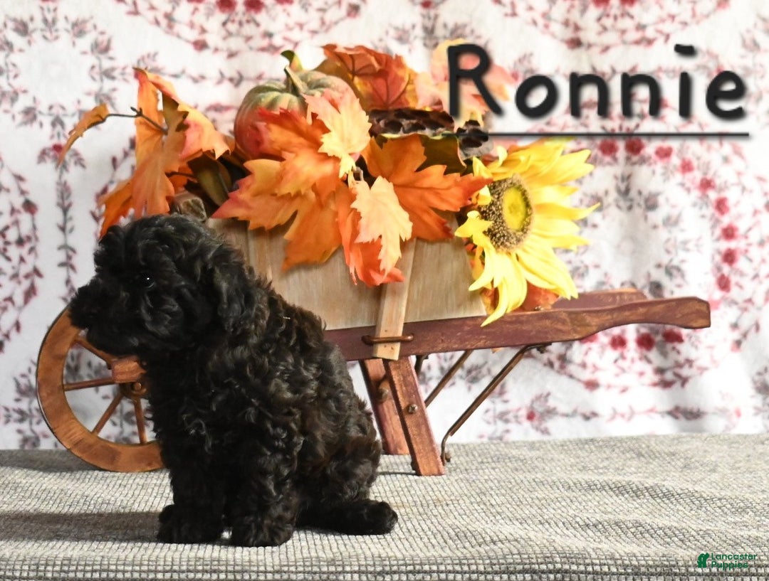 Toy Poodle dogs for sale: Ronnie - Ad 4