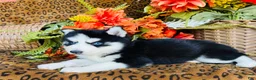 Siberian Husky dogs for sale: Maci - Ad 4