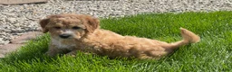 Mini Goldendoodle dogs for sale: Sparky Mini Goldendoodle Puppy  - Ad 7