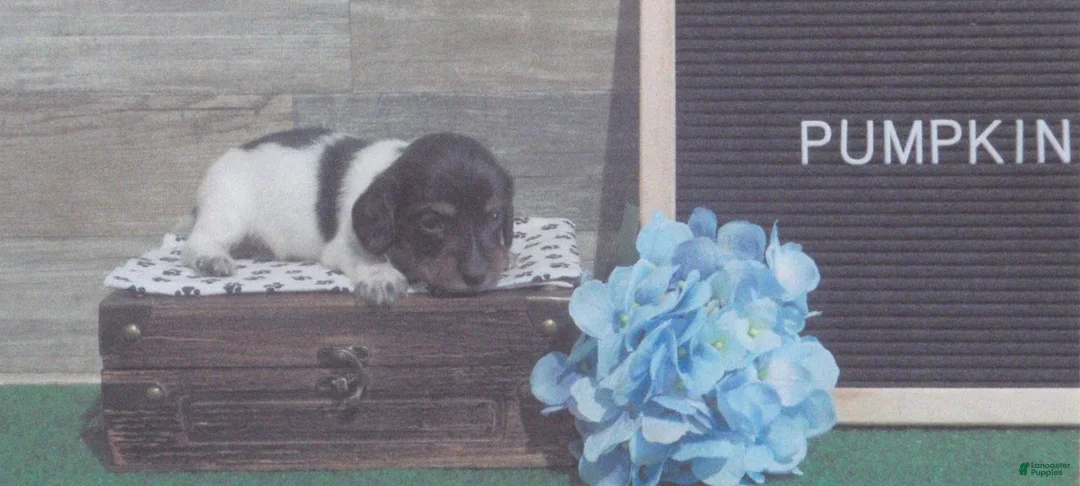 Miniature Dachshund dogs for sale: Miniature Dachshund 1 male  - Ad 1