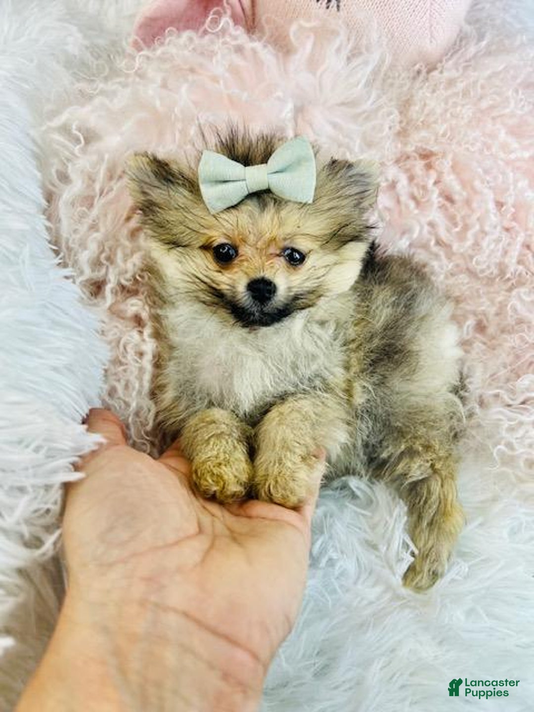 Pomeranian dogs for sale: Teacup Pomeranian Puppy  - Ad 3
