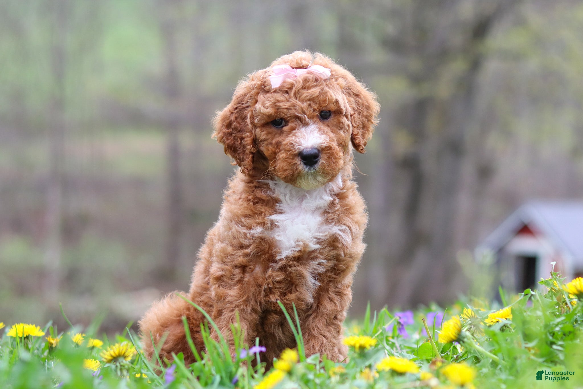 Standard Poodle dogs Molly - Ad 1