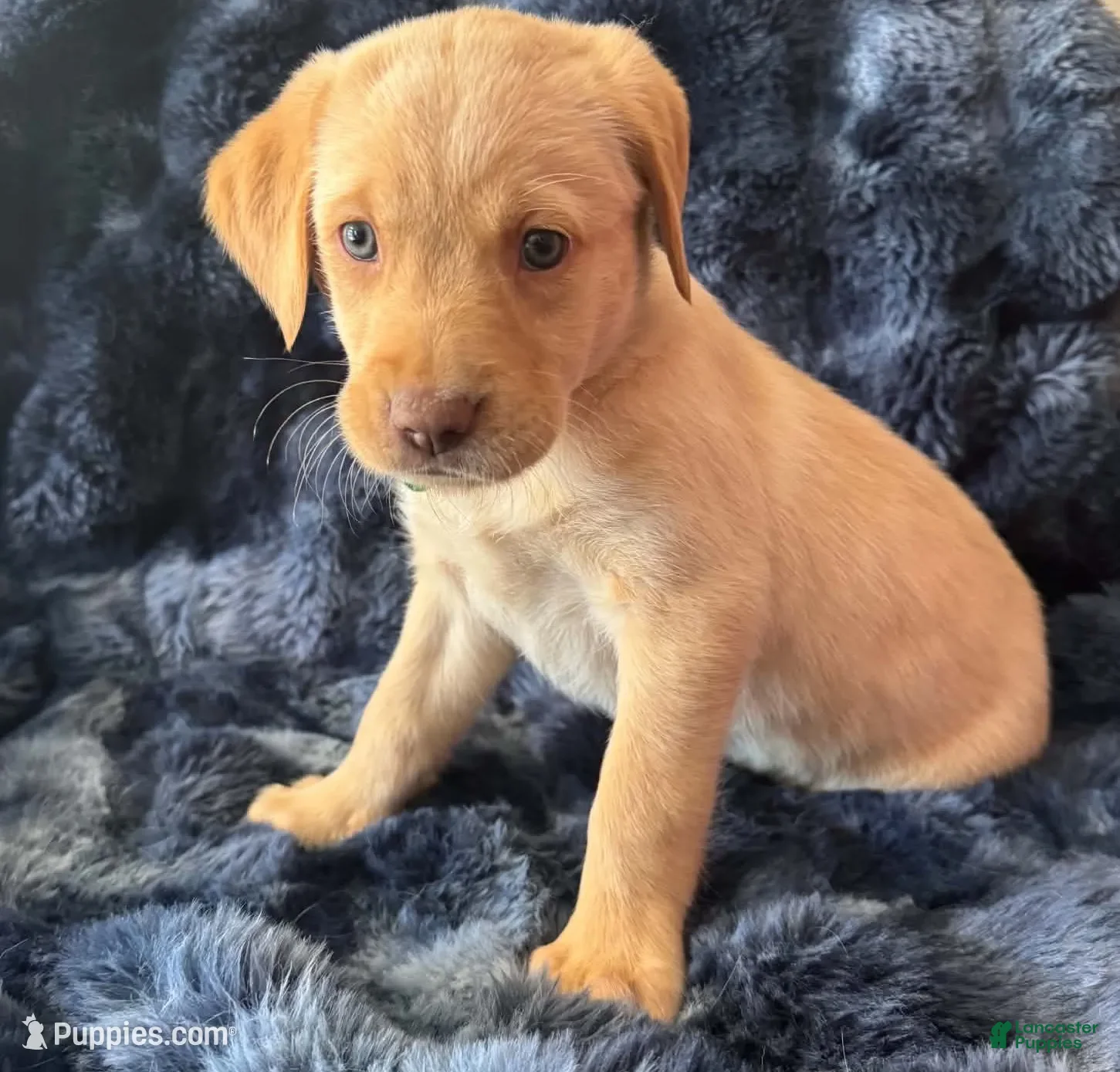 Goldador dogs Teal - Ad 1