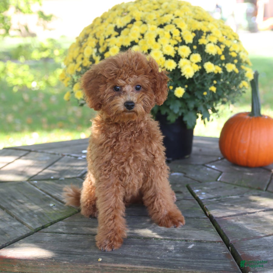 Toy Poodle dogs Oakley - Ad 1